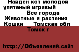 Найден кот,молодой упитаный игривый 12.03.2017 - Все города Животные и растения » Кошки   . Томская обл.,Томск г.